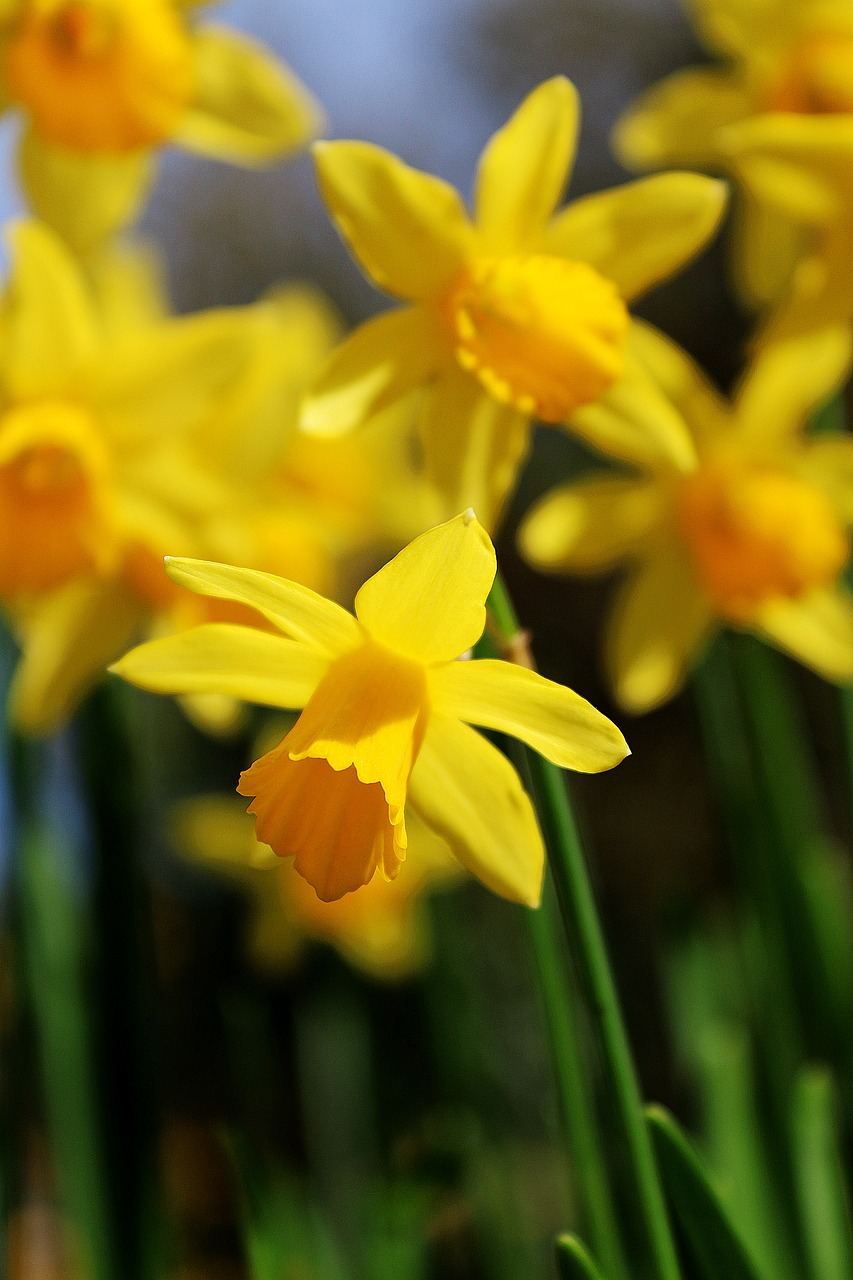 daffodils garden spring free photo