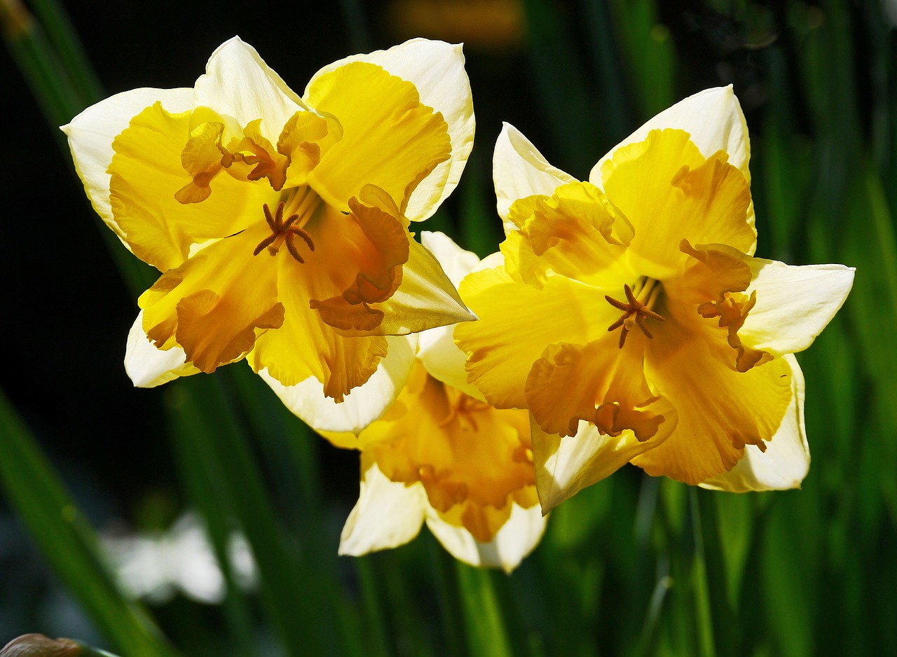 daffodils osterglocken filled free photo