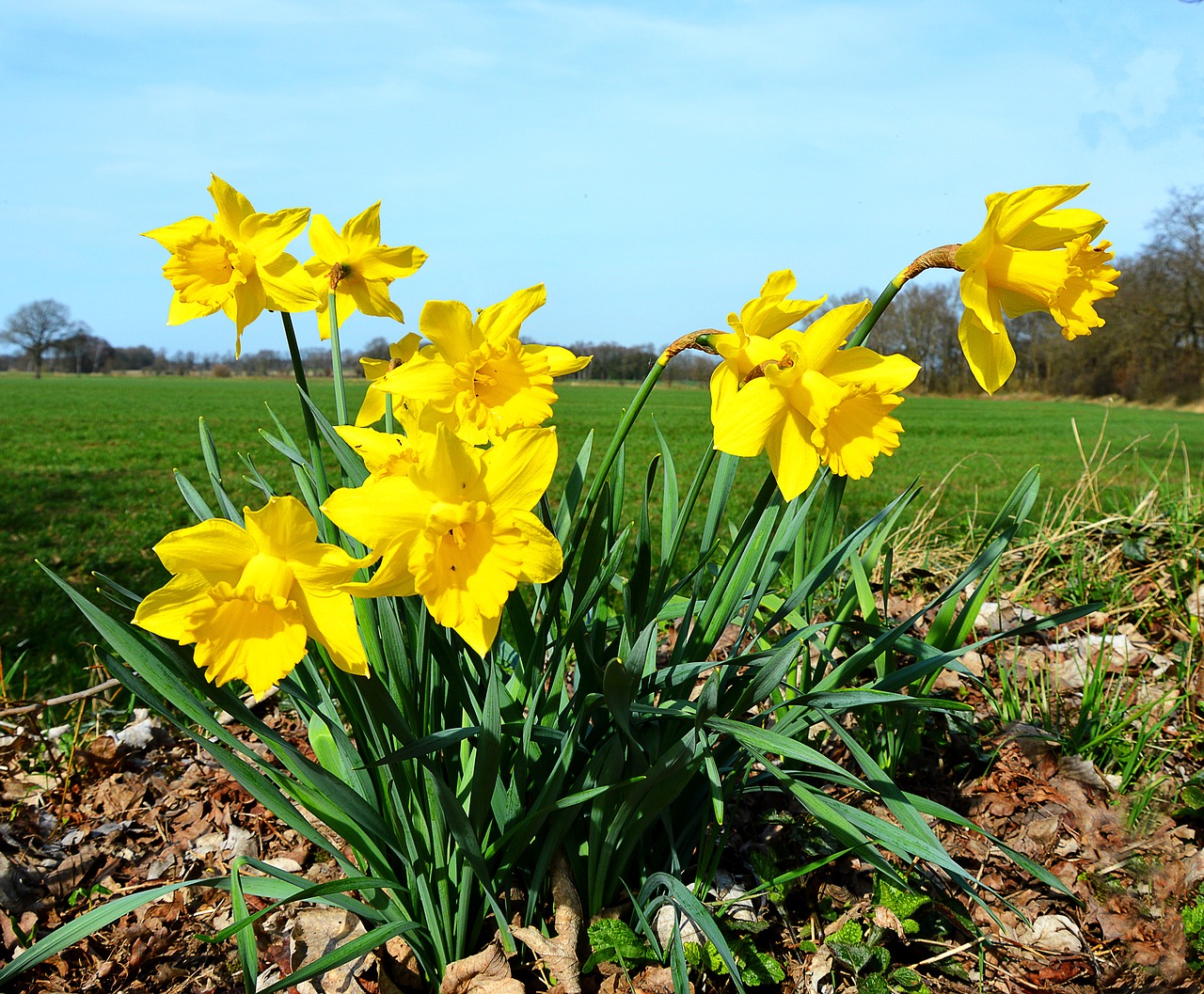 daffodils yellow spring free photo