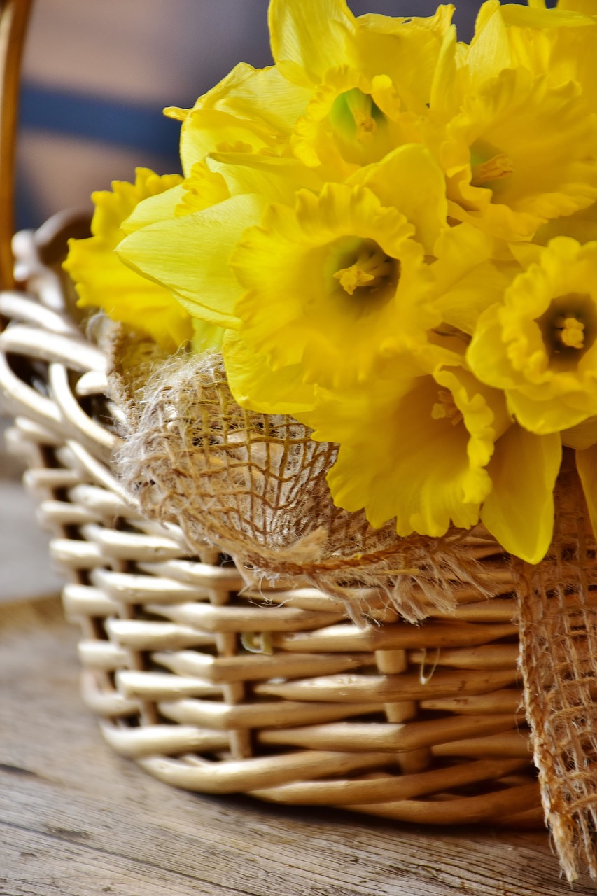 daffodils yellow spring free photo