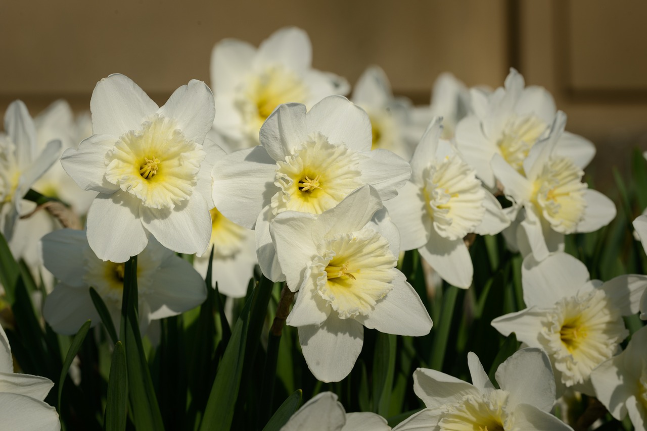 daffodils narcissus daffodil free photo