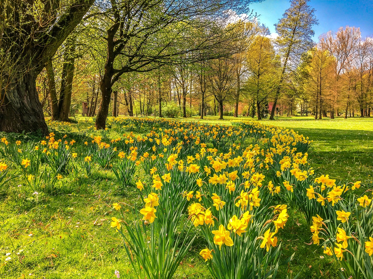 daffodils osterglocken park free photo