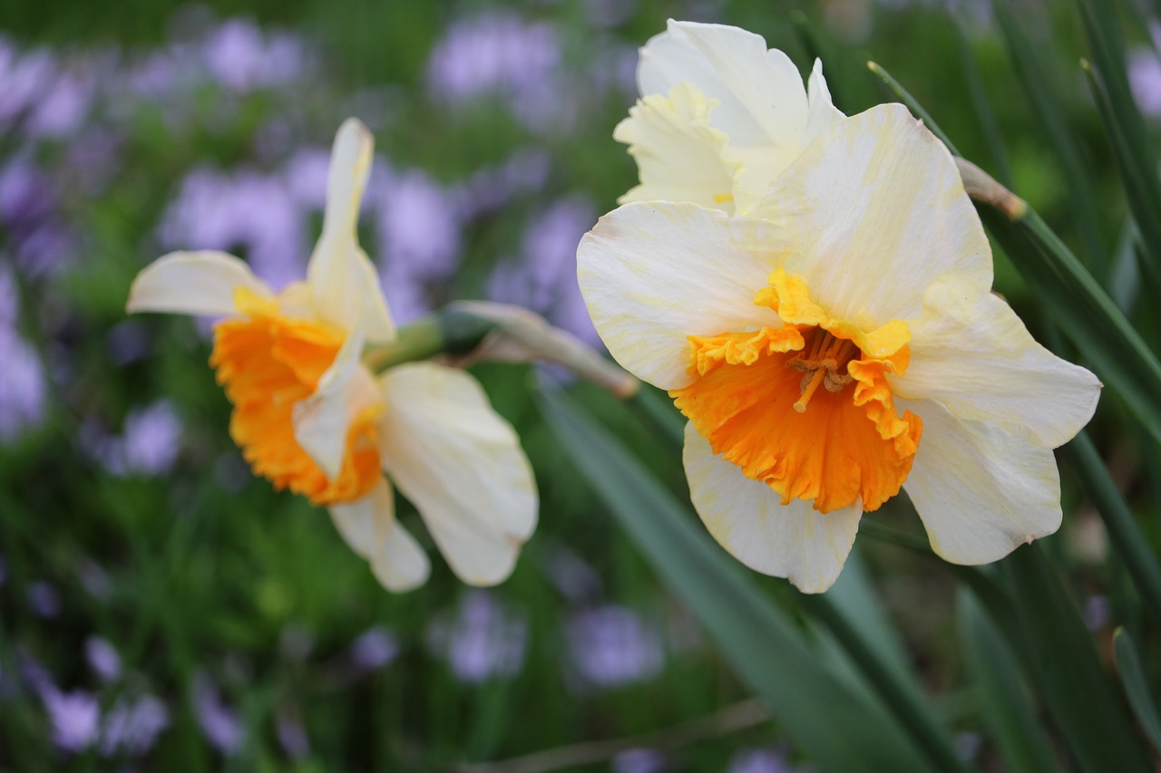 daffodils flowers spring free photo