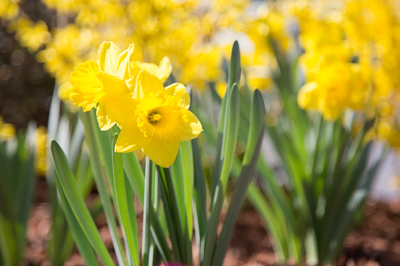 daffodils flower nature free photo