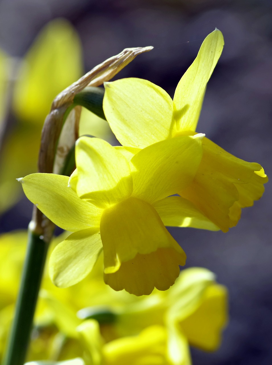 daffodils flower spring free photo