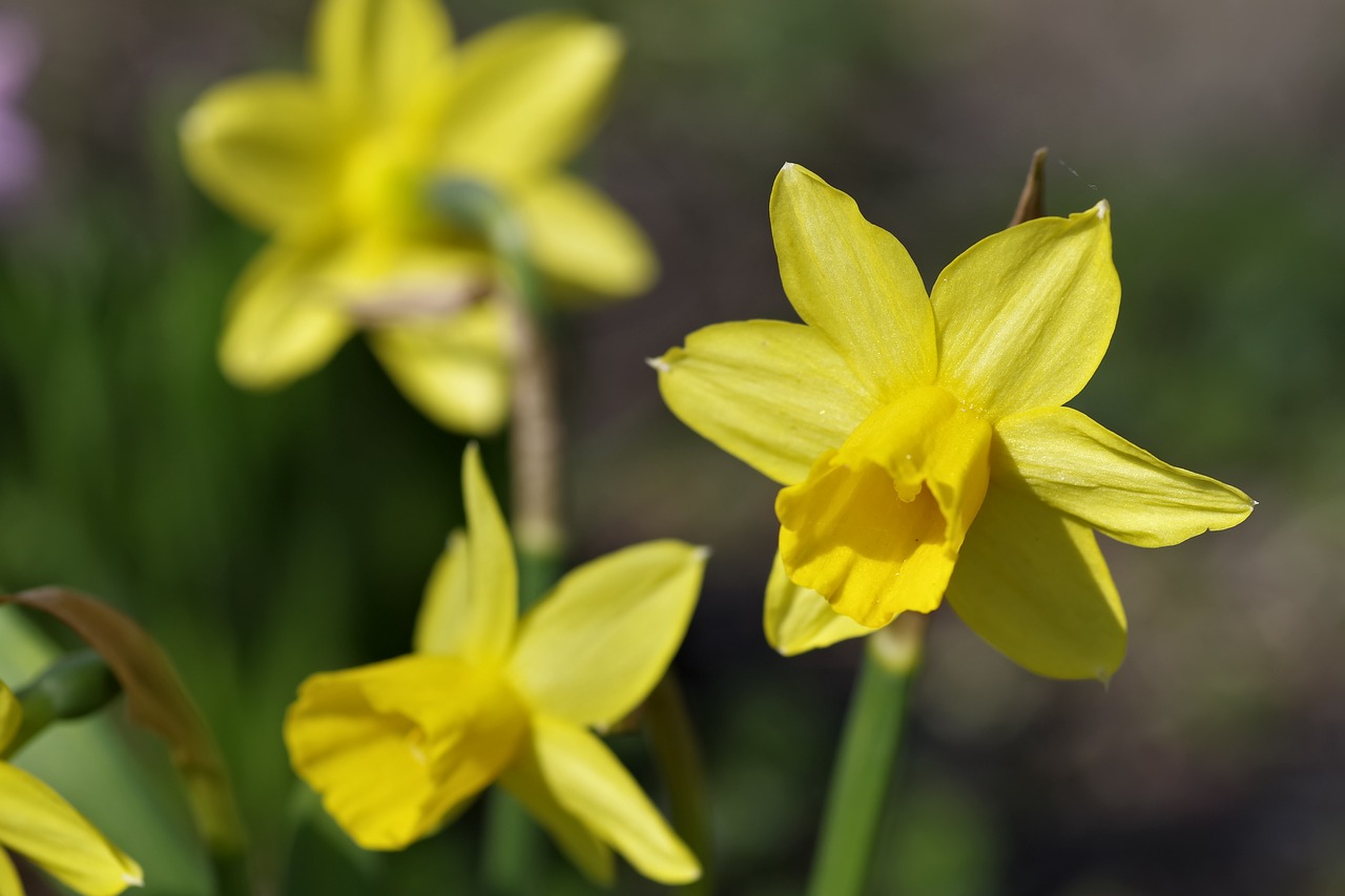 daffodils flower spring free photo