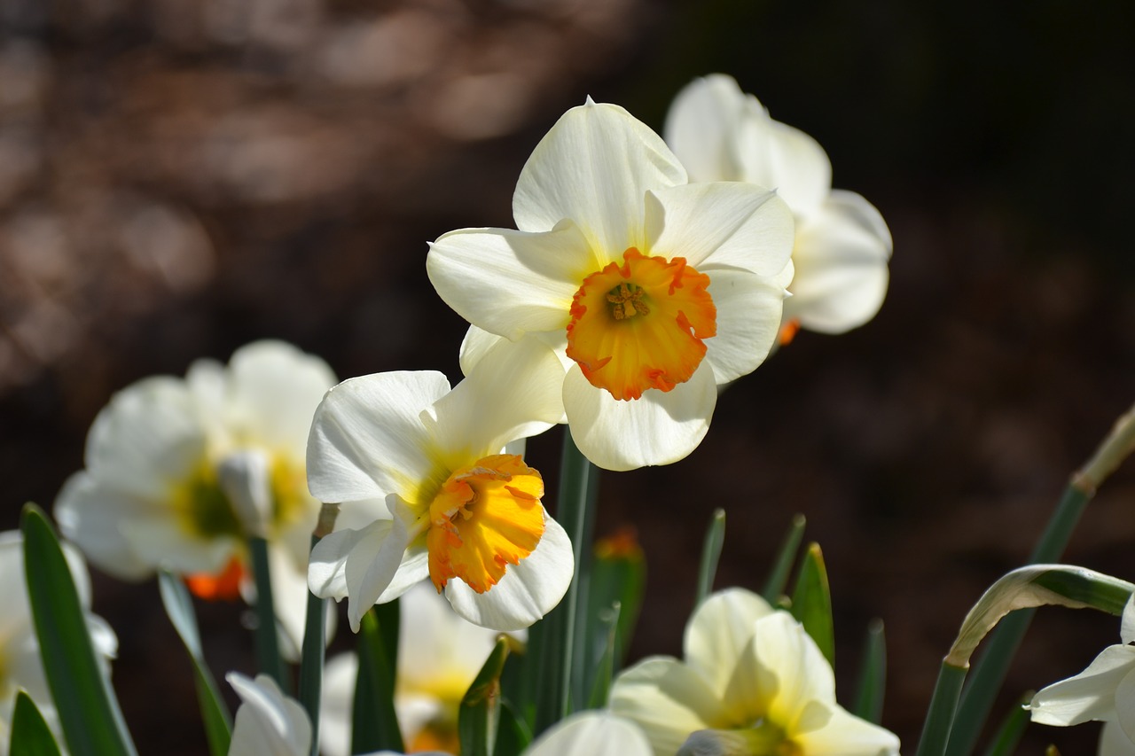 daffodils osterglocken spring free photo