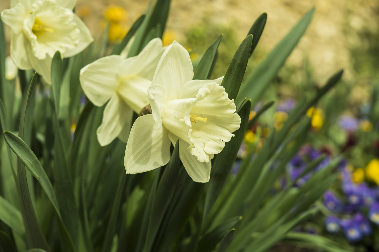 daffodils narcissus spring free photo