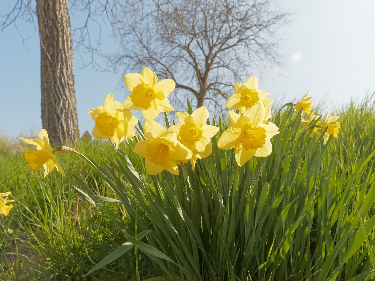 daffodils narcissus flowers free photo