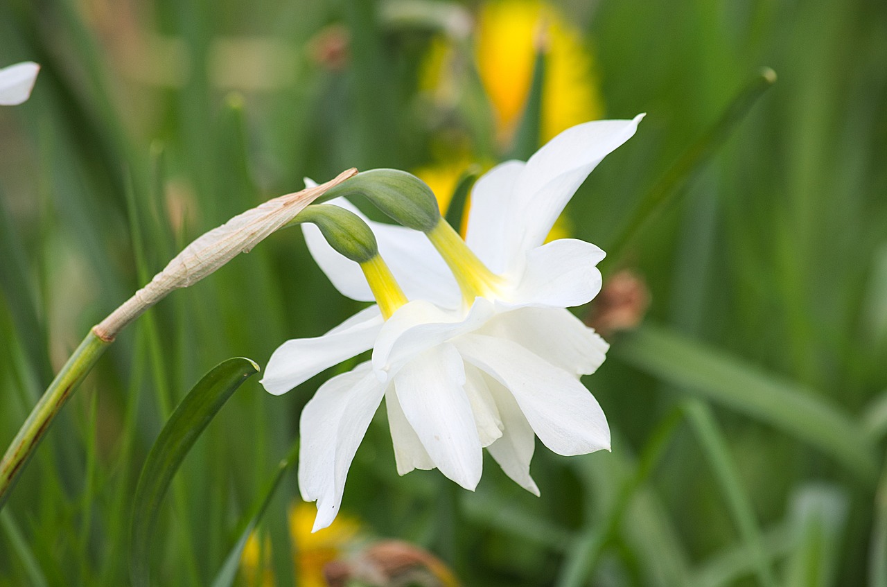 daffodils flowers flora free photo