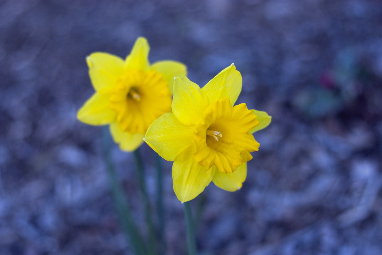 daffodils spring flower free photo