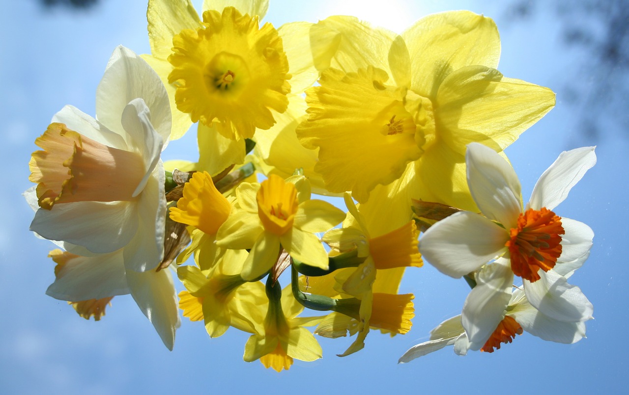 daffodils flowers yellow free photo