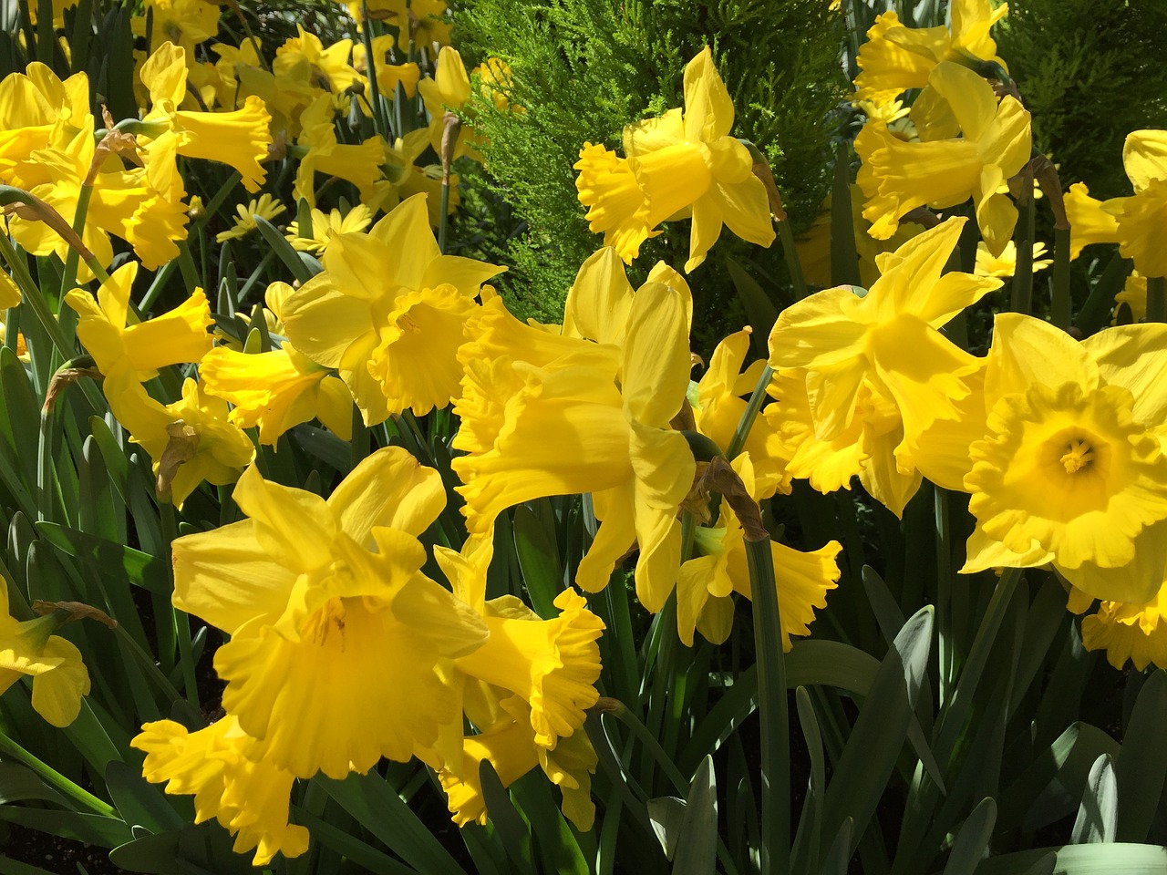 daffodils spring flowers free photo