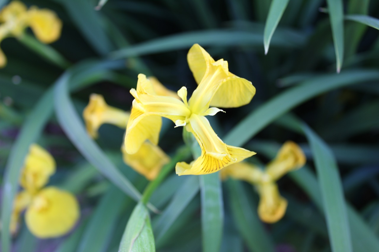 daffodils flowers yellow free photo