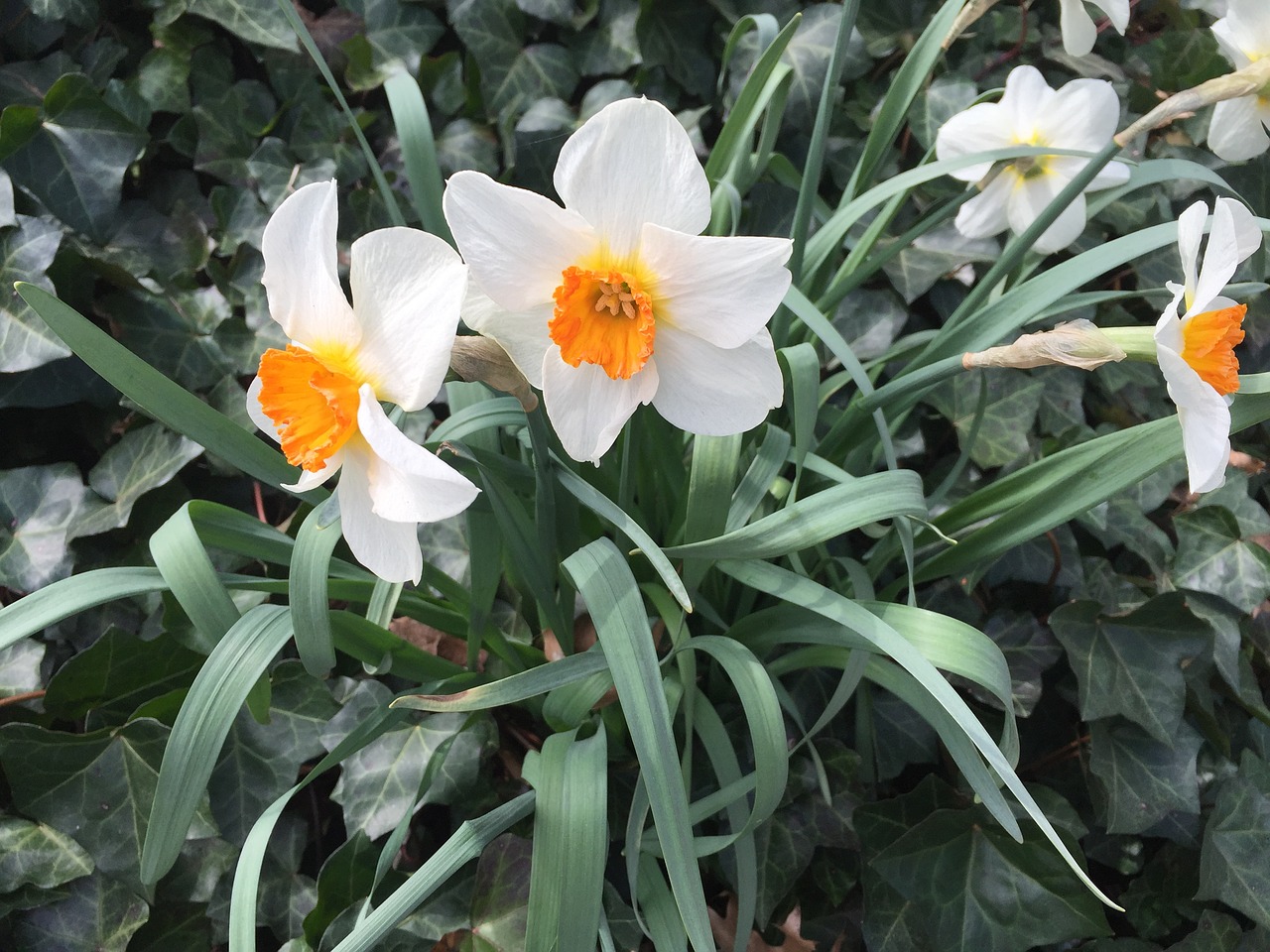 daffodils plants garden free photo