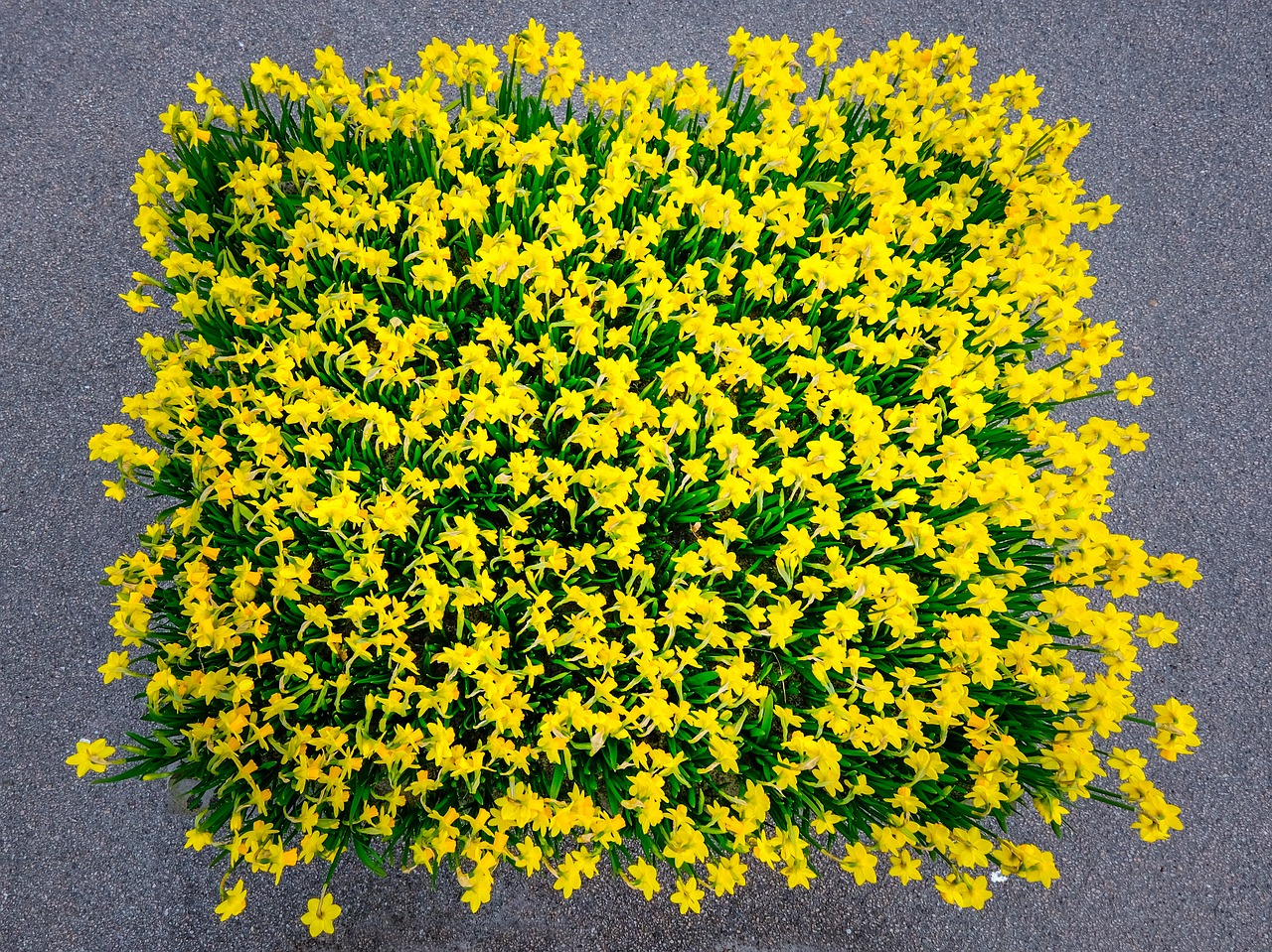 daffodils osterglocken flowers free photo