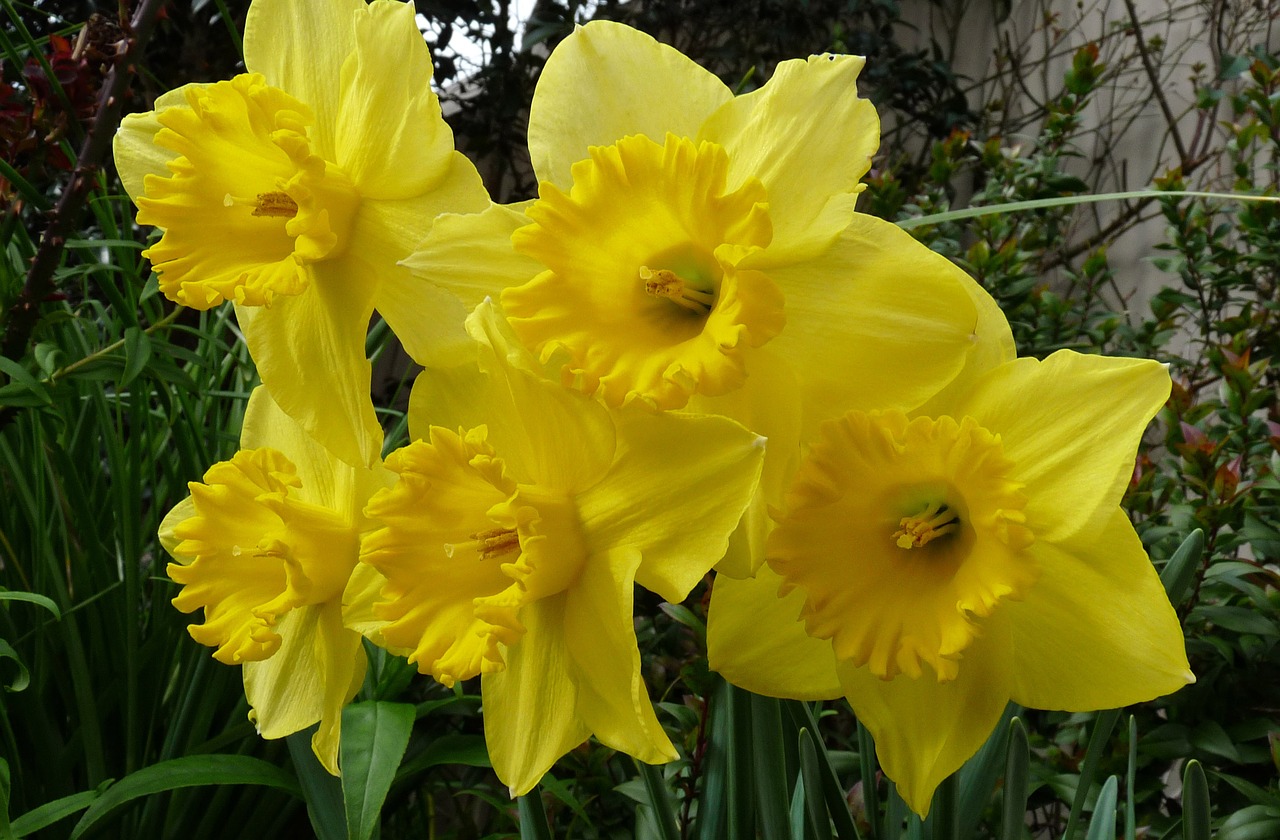 daffodils blooms spring free photo