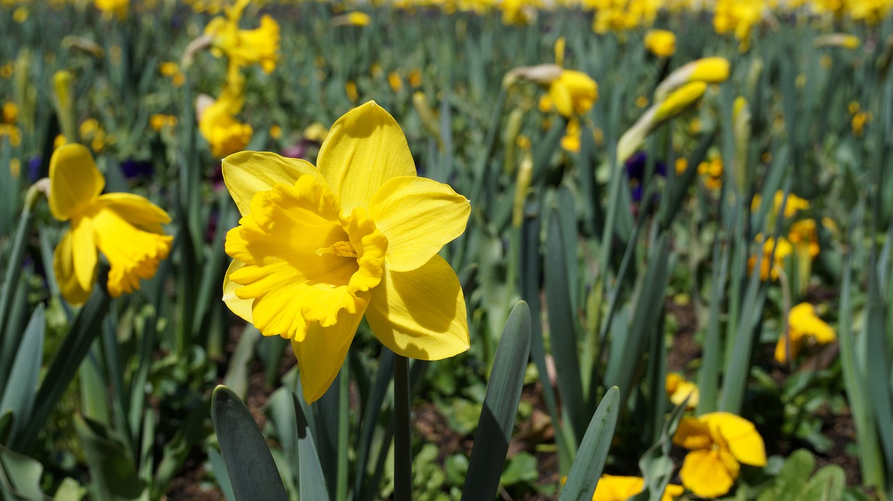 daffodils flowers flower show free photo