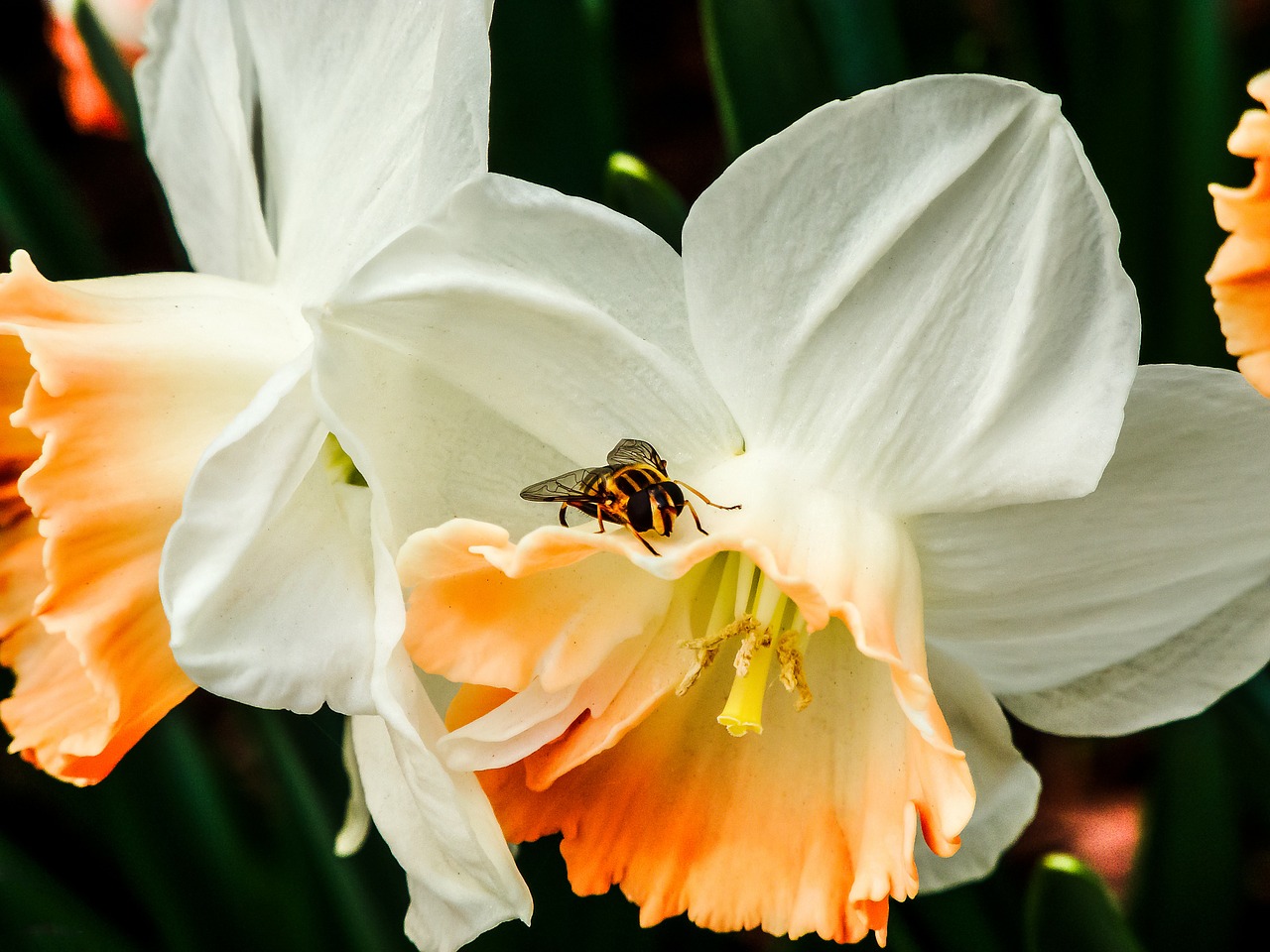 daffodils bee bloom free photo