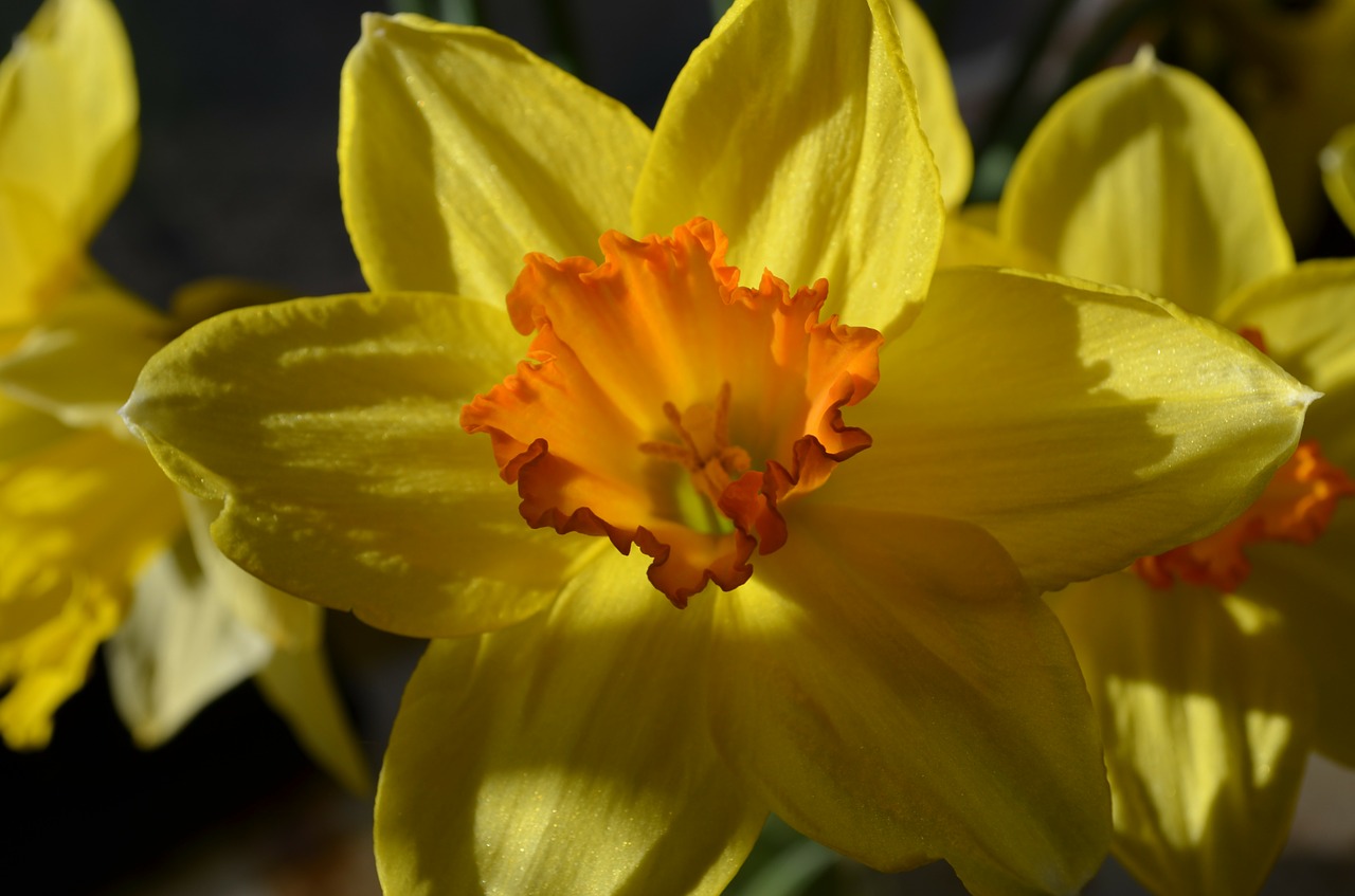 daffodils flowers yellow free photo