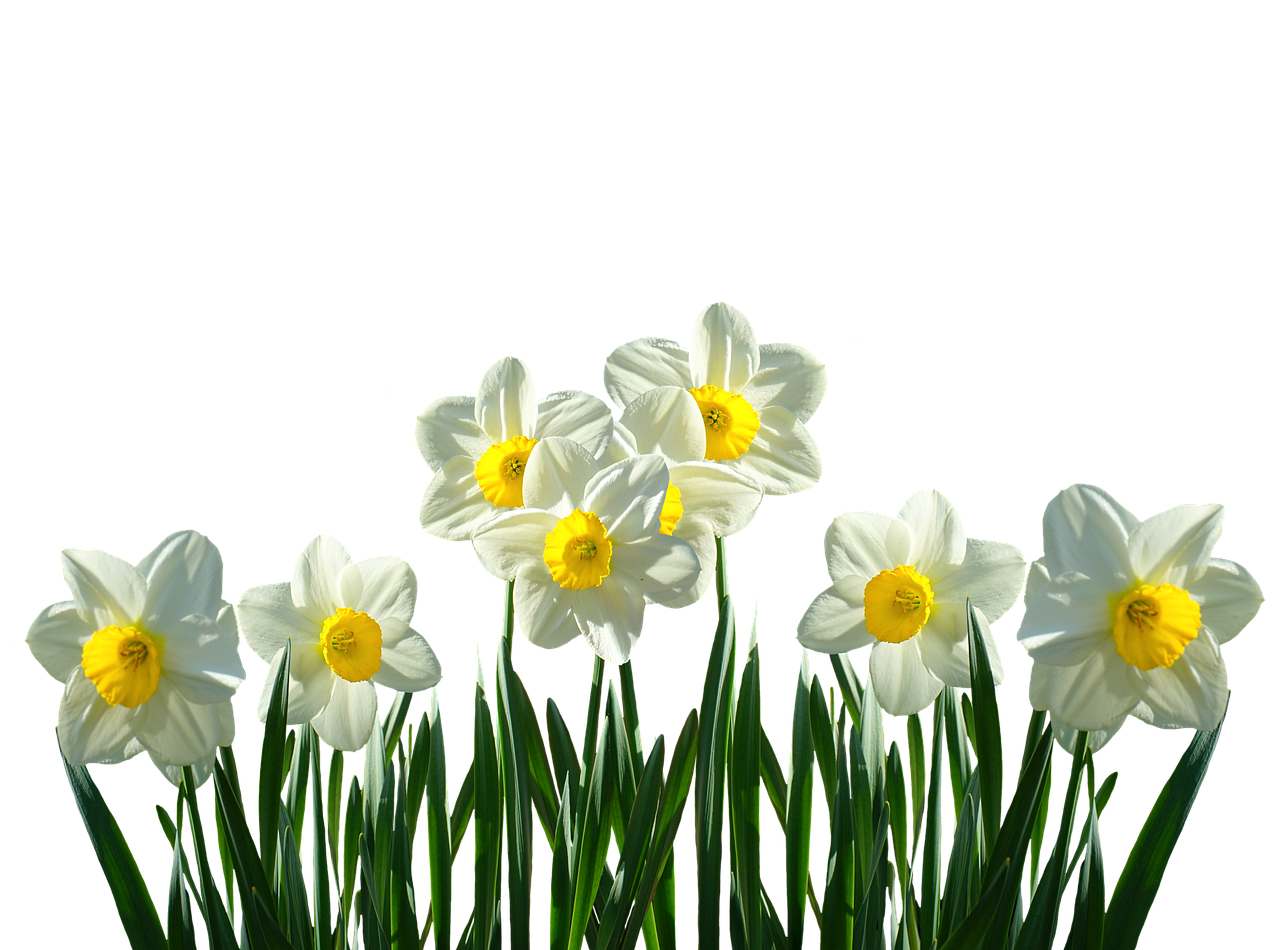 daffodils osterglocken spring free photo