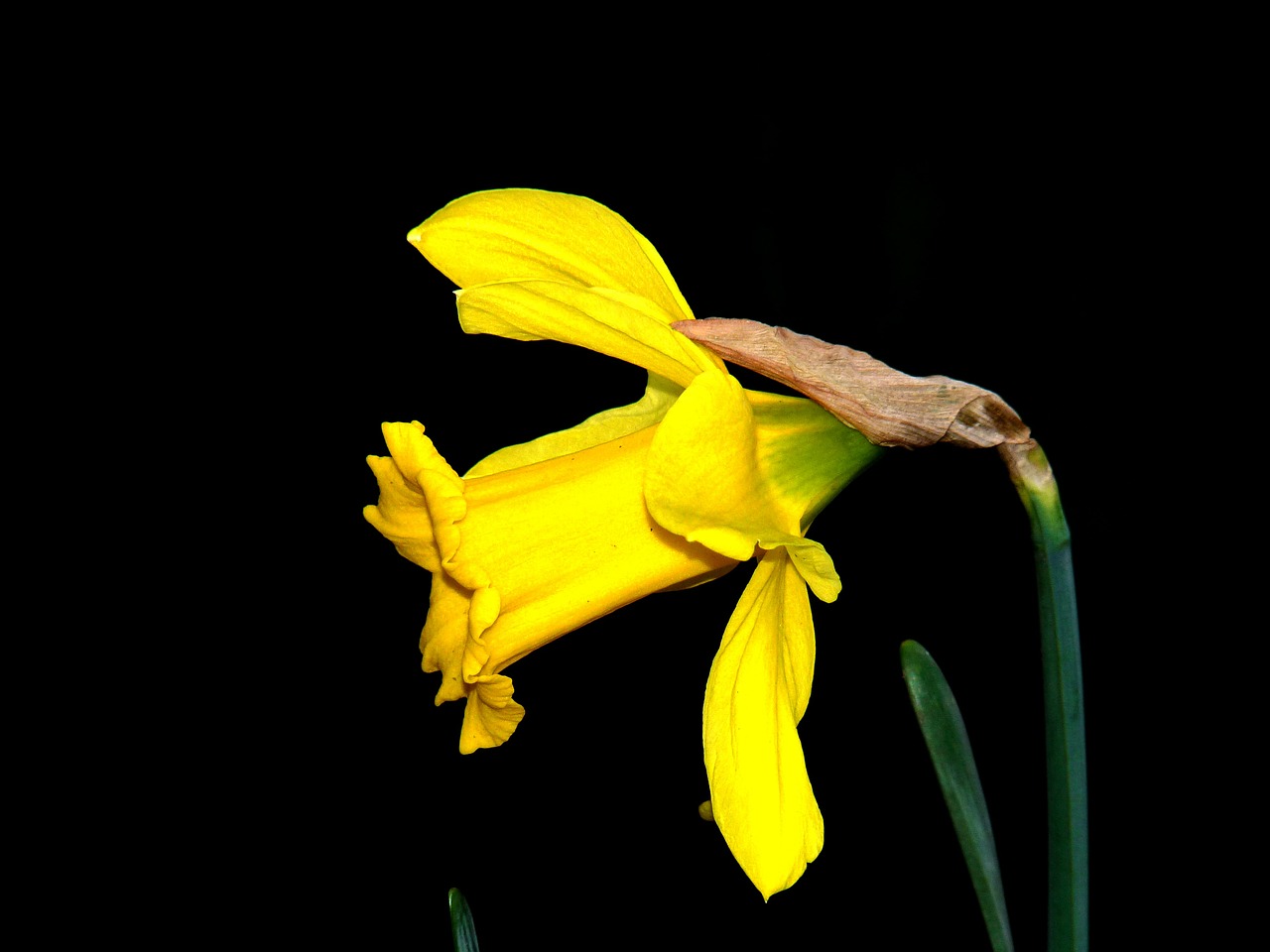 daffodils bloom flower free photo