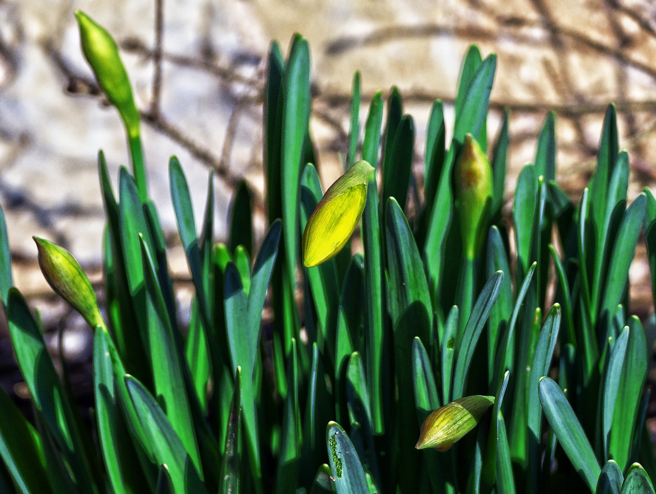 daffodils osterglocken blossom free photo