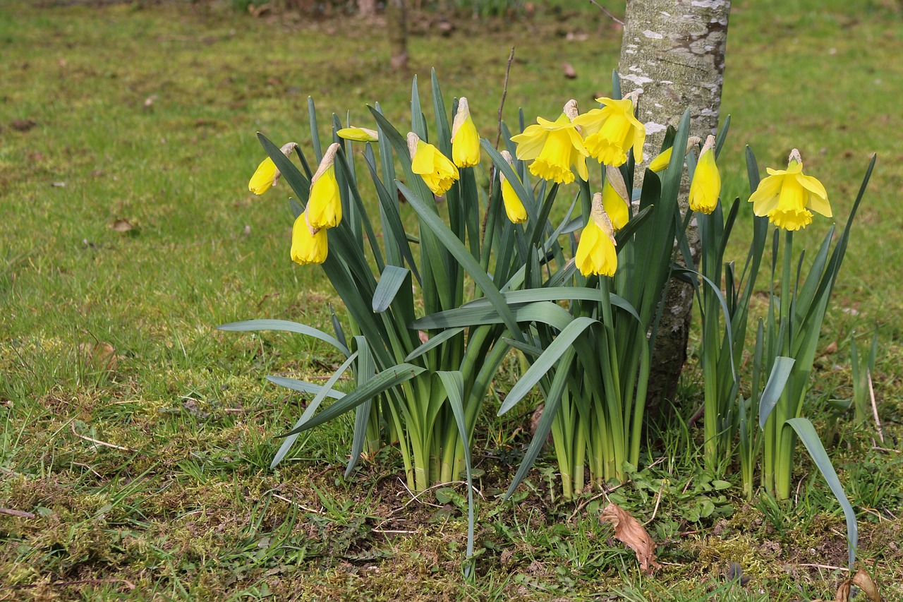 daffodils flowers spring free photo