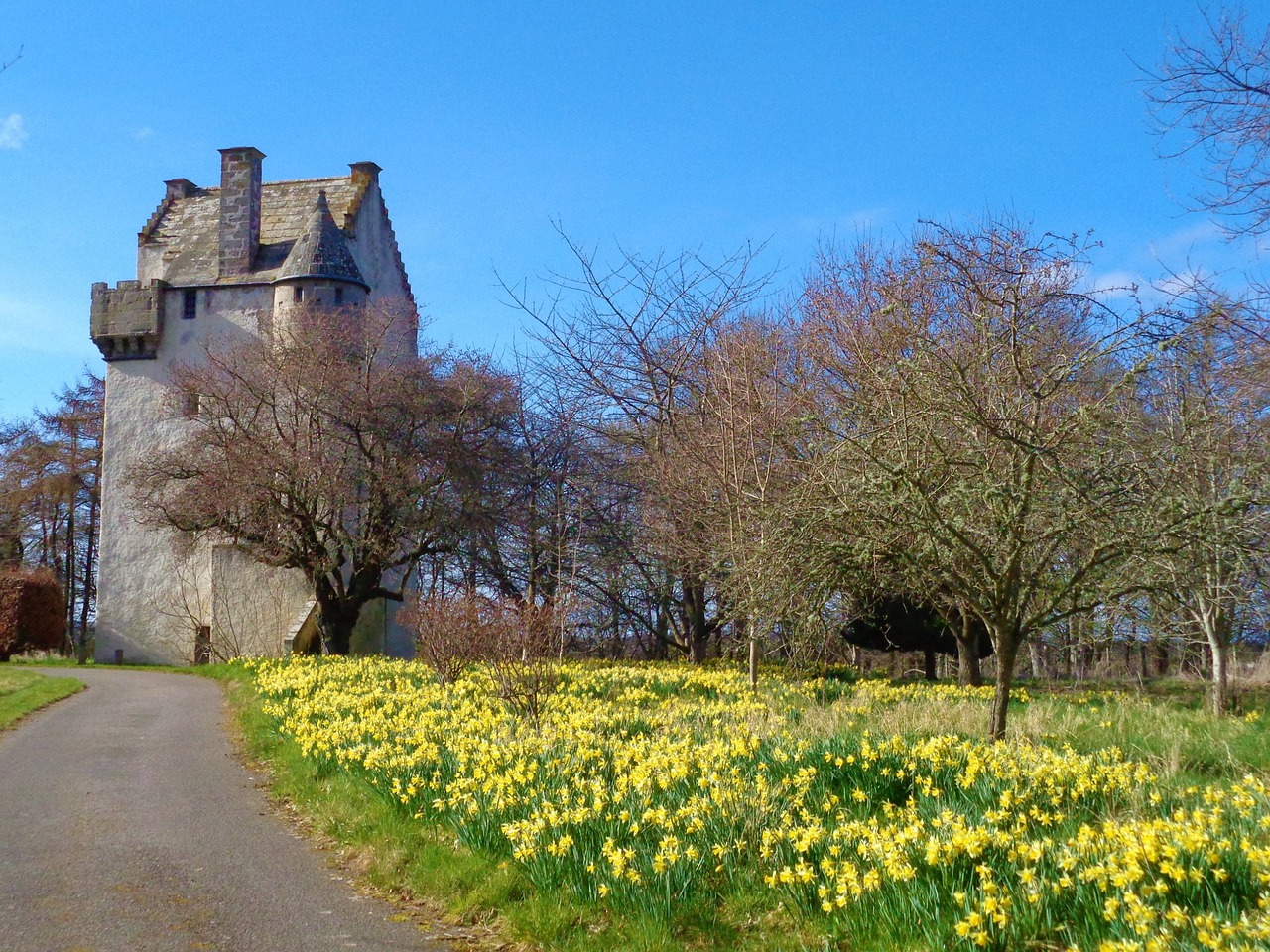 daffodils spring tower house free photo
