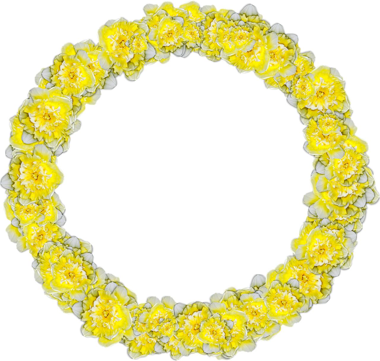 daffodils circle narcissus free photo