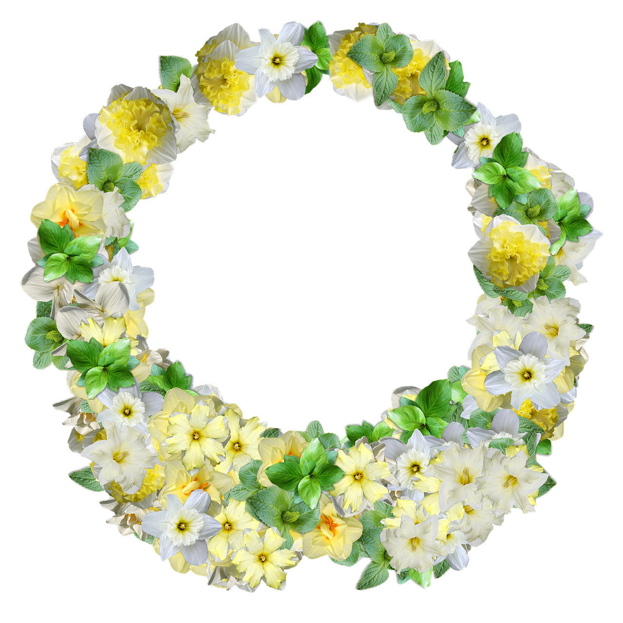 daffodils flowers decoration free photo