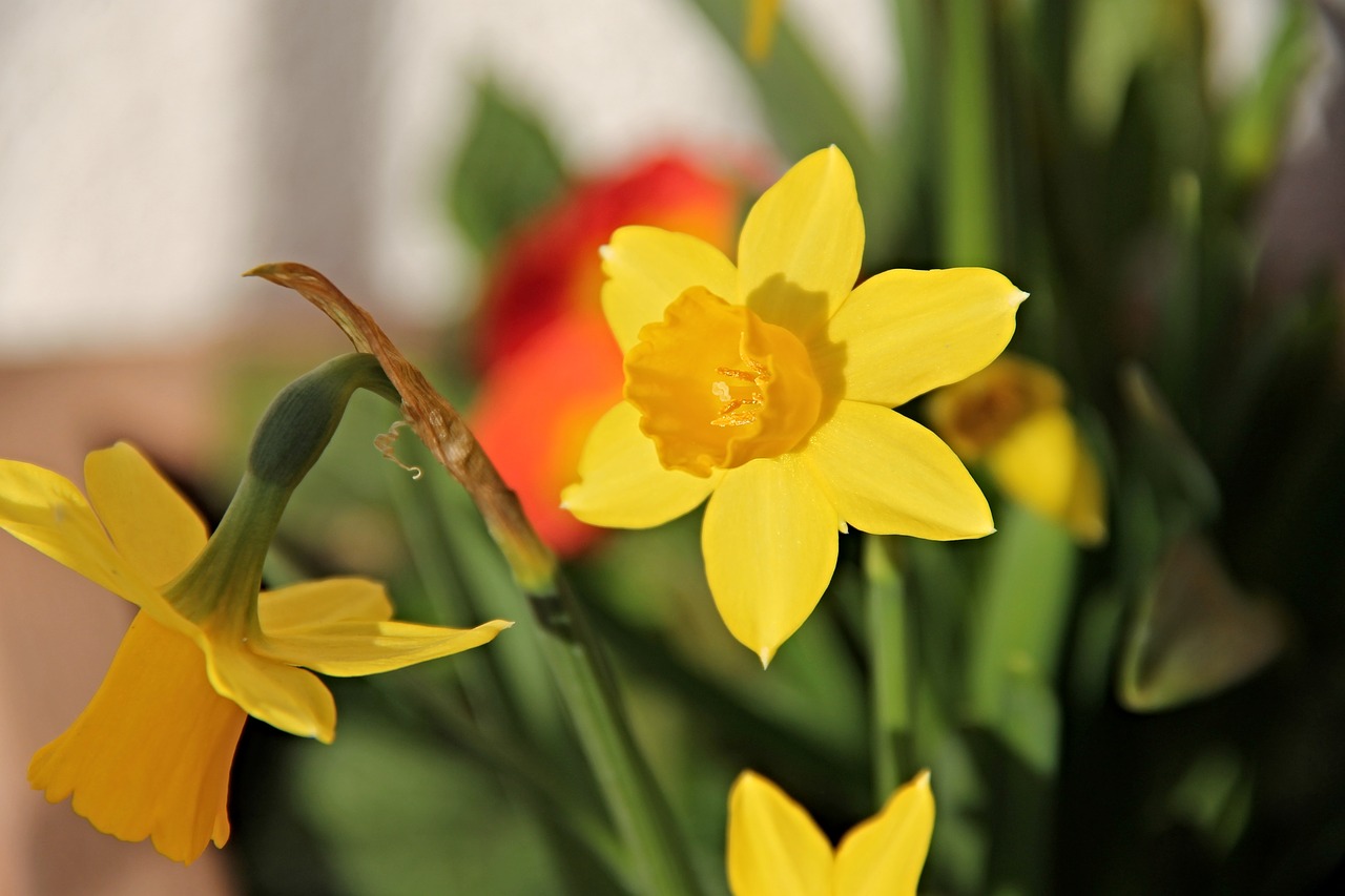 daffodils yellow osterglocken free photo