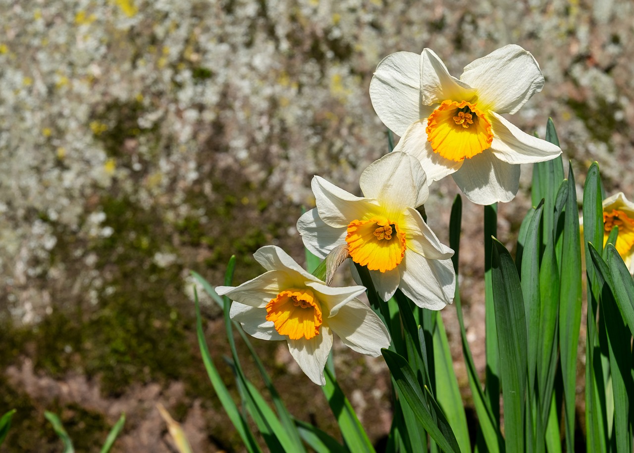 daffodils  flowers  bloom free photo