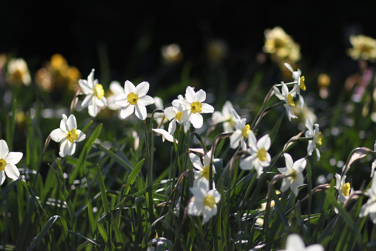 daffodils  flowers  supplies free photo