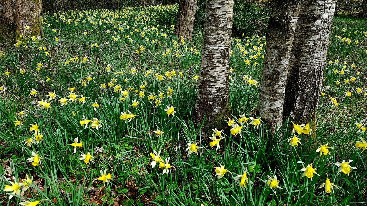 daffodils  osterglocken  nature free photo