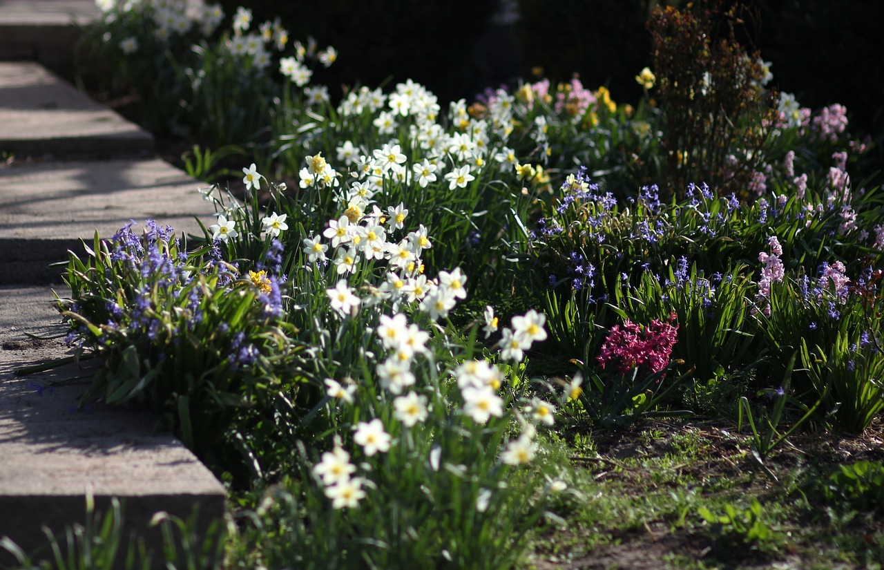 daffodils  hyacinth  flowers free photo