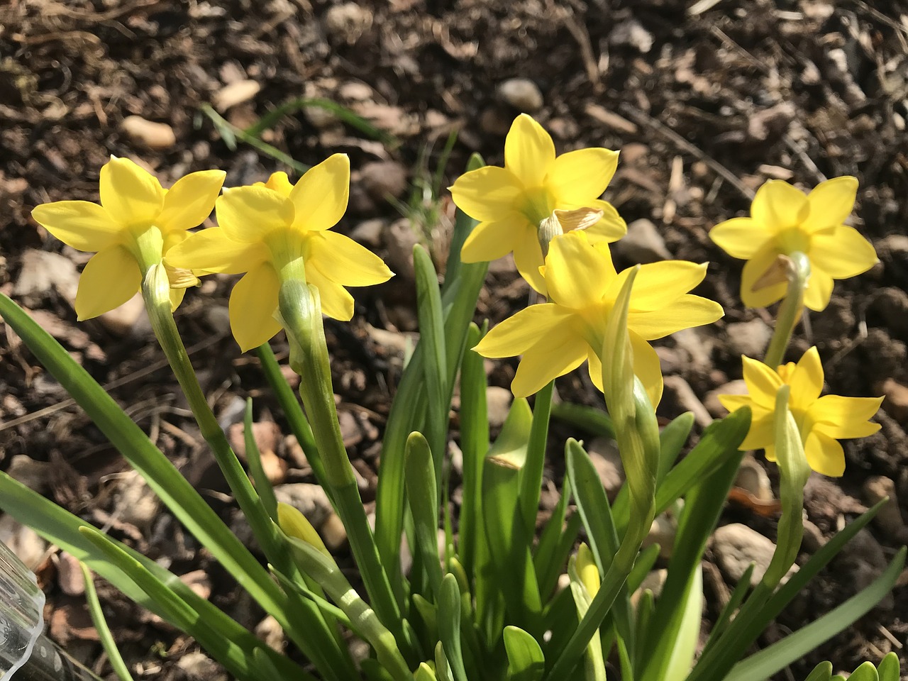 daffodils  spring  nature free photo