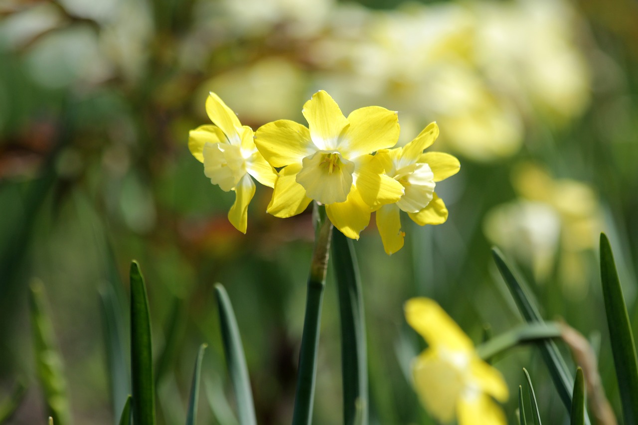 daffodils  flowers  narcissus free photo
