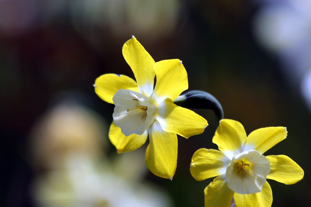 daffodils  flowers  narcissus free photo