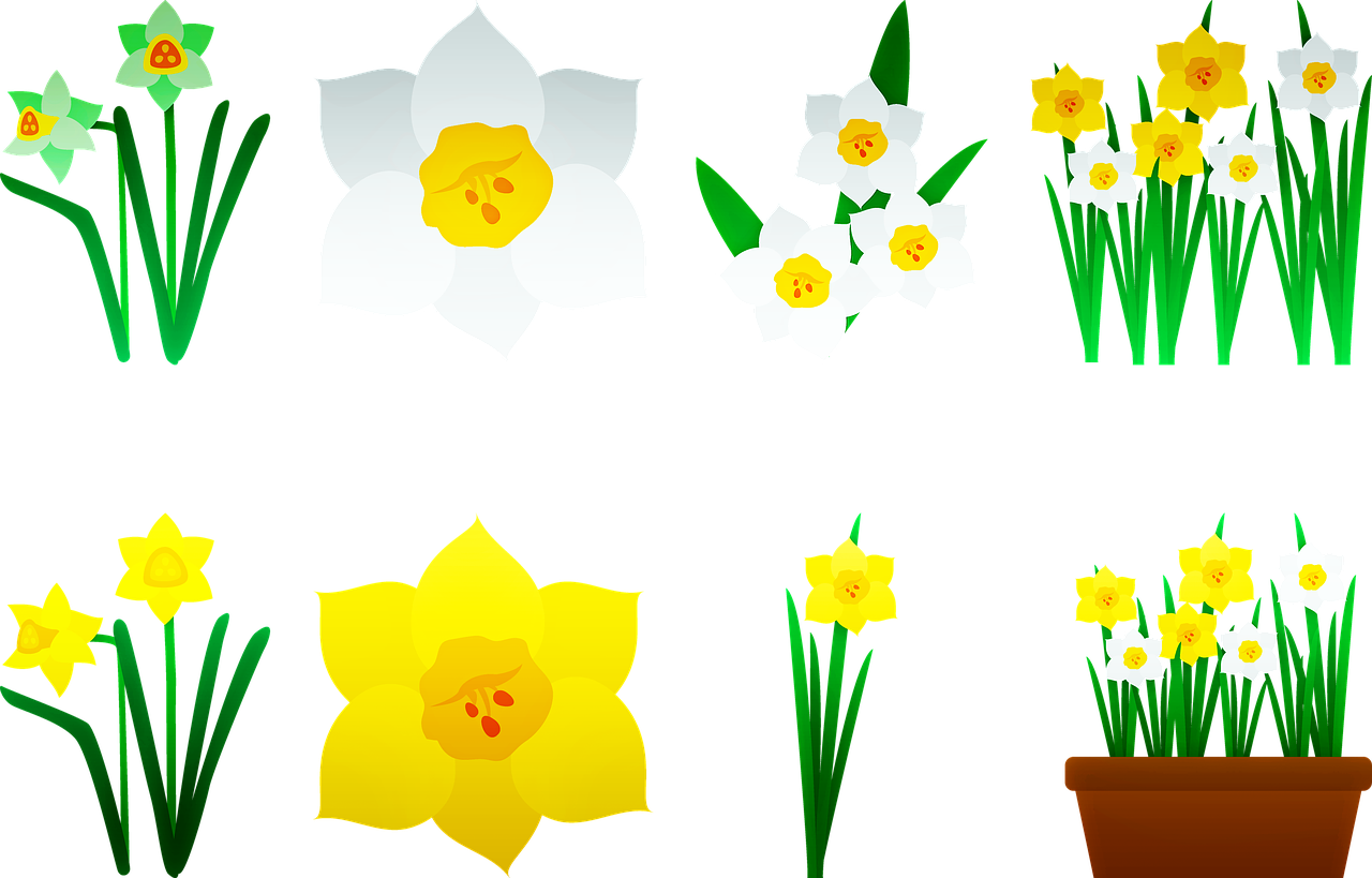 daffodils  yellow  flower free photo