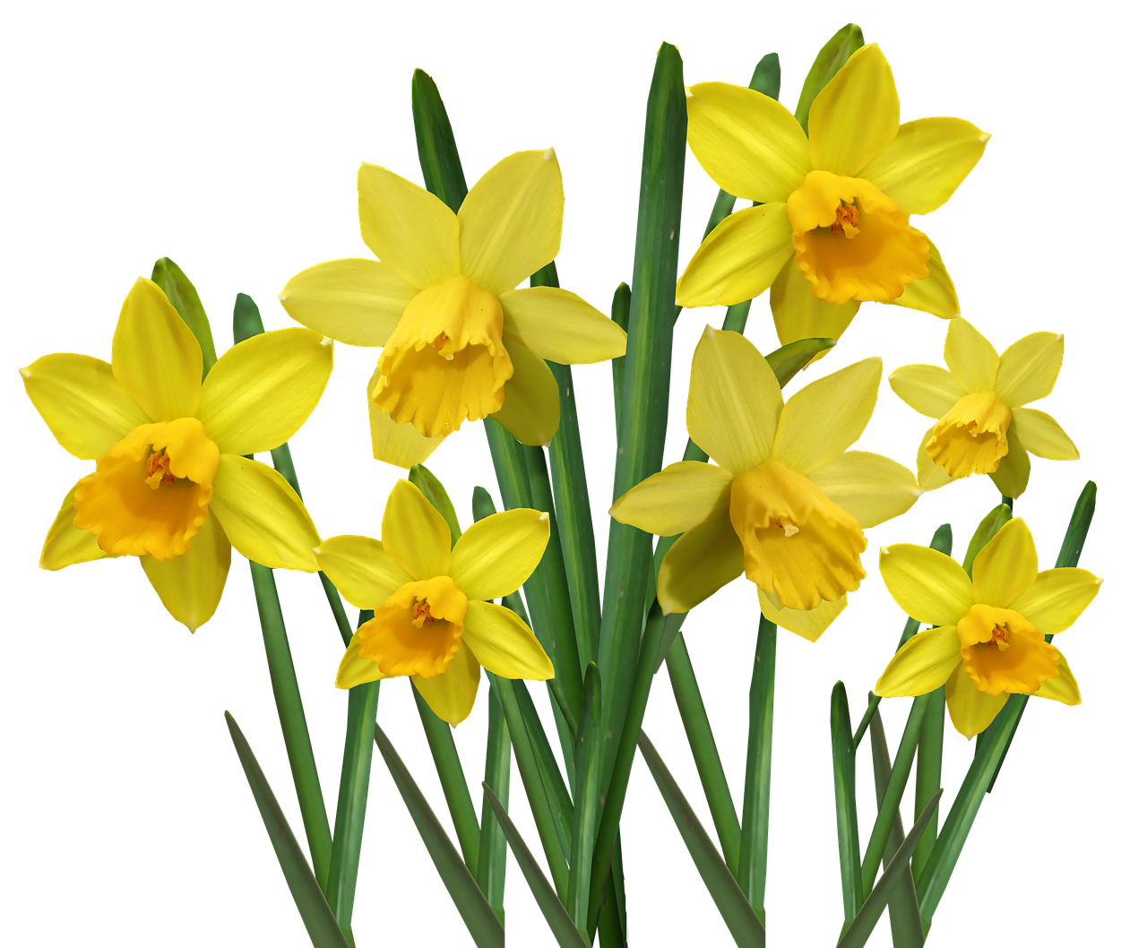 daffodils  bulbs  flowers free photo