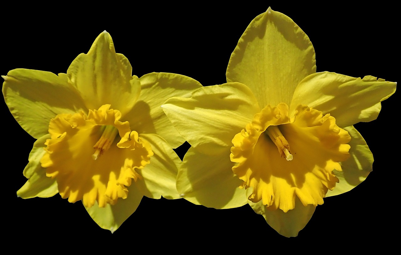 daffodils  flowers  spring free photo