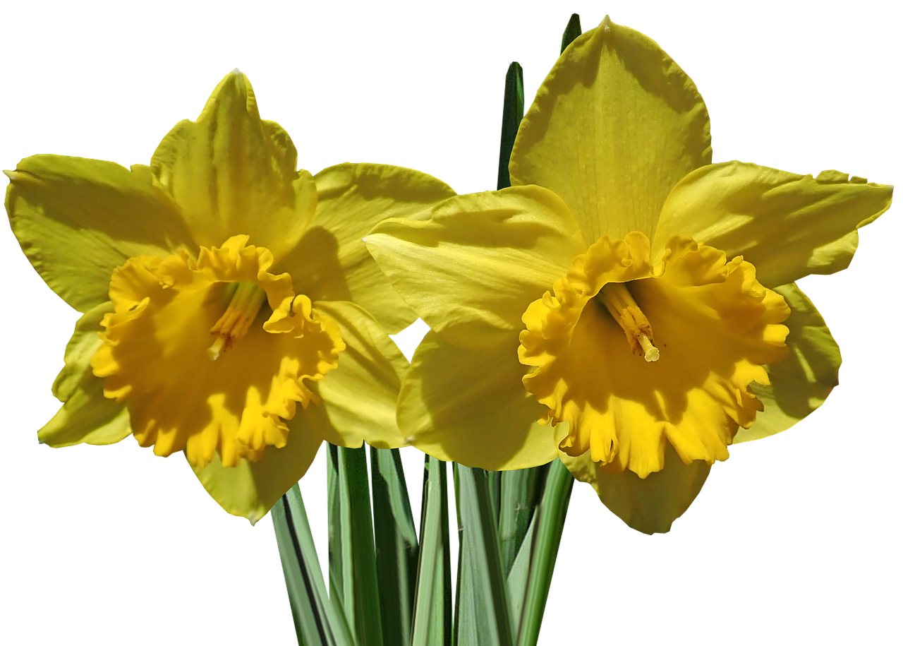daffodils  flower  stems free photo