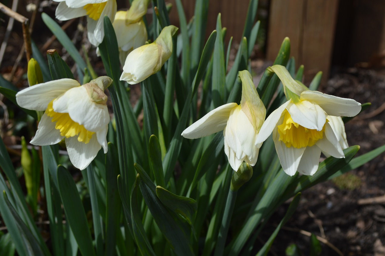 daffodils  flowers  spring free photo