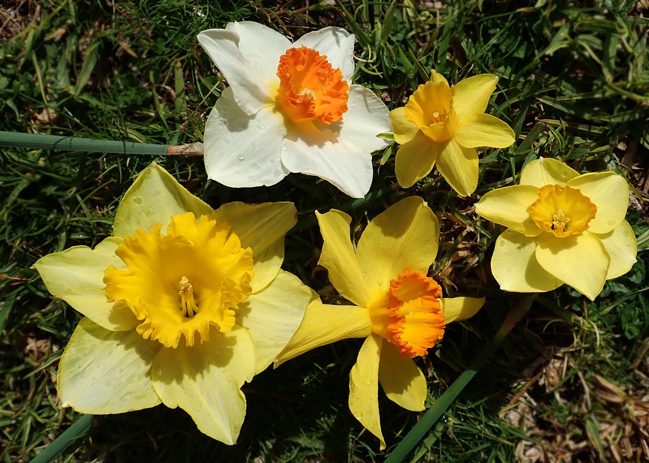 daffodils  flowers  bulbs free photo