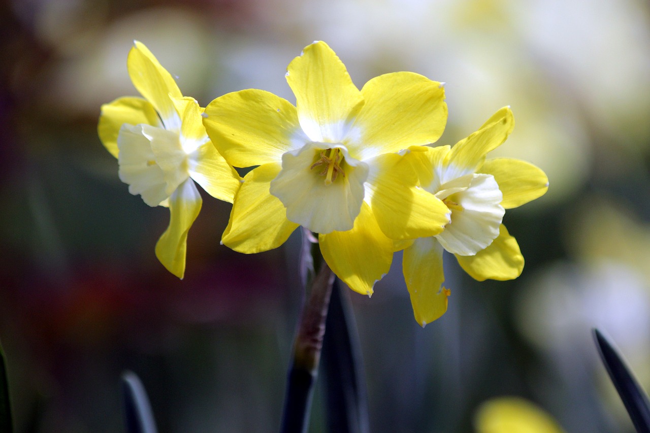 daffodils  flowers  narcissus free photo