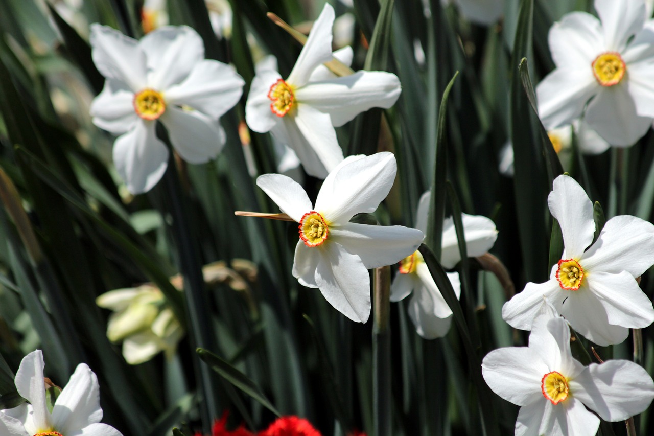 daffodils  plant  nature free photo