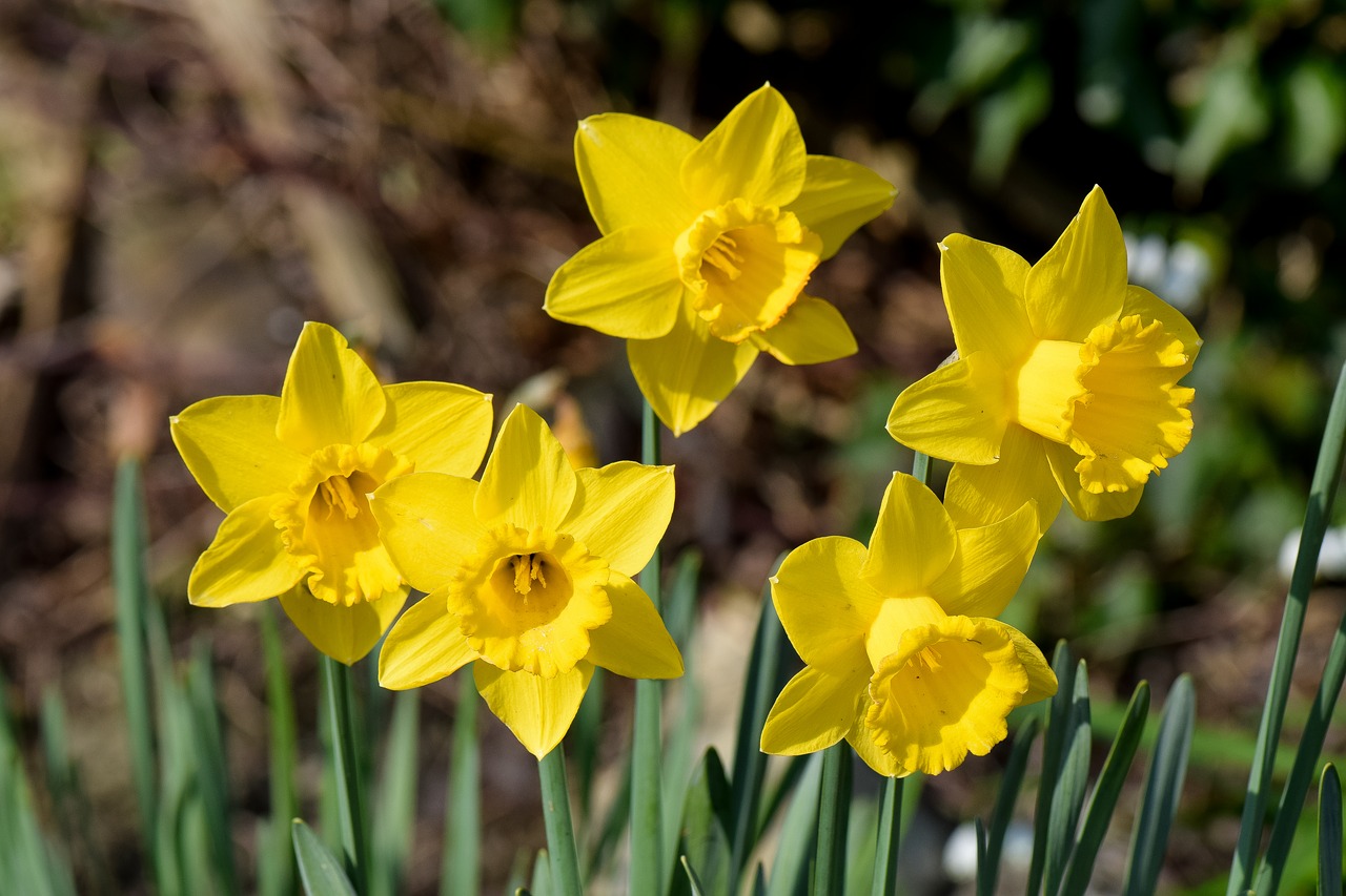 daffodils  flowers  spring free photo