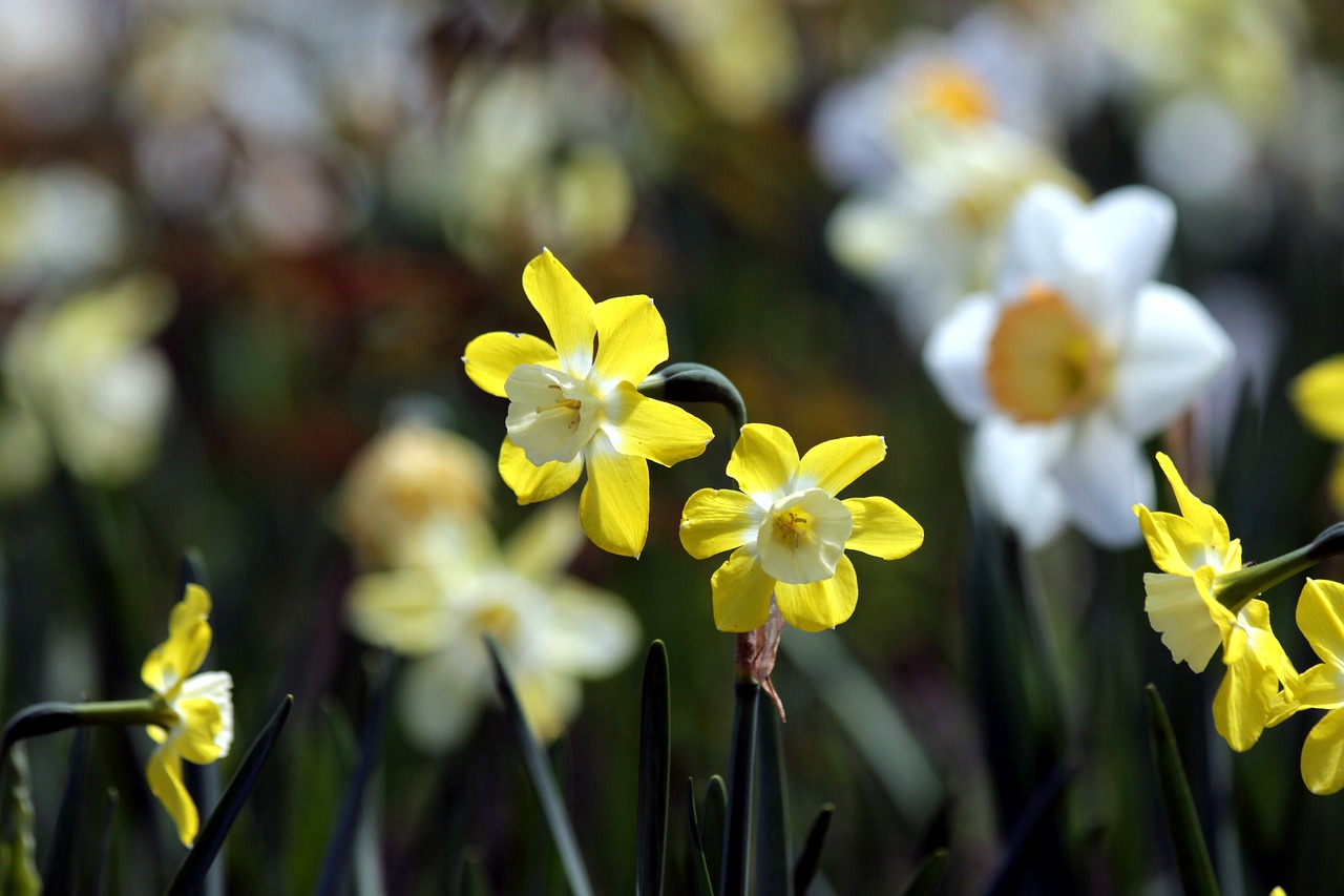 daffodils  flowers  narcissus free photo