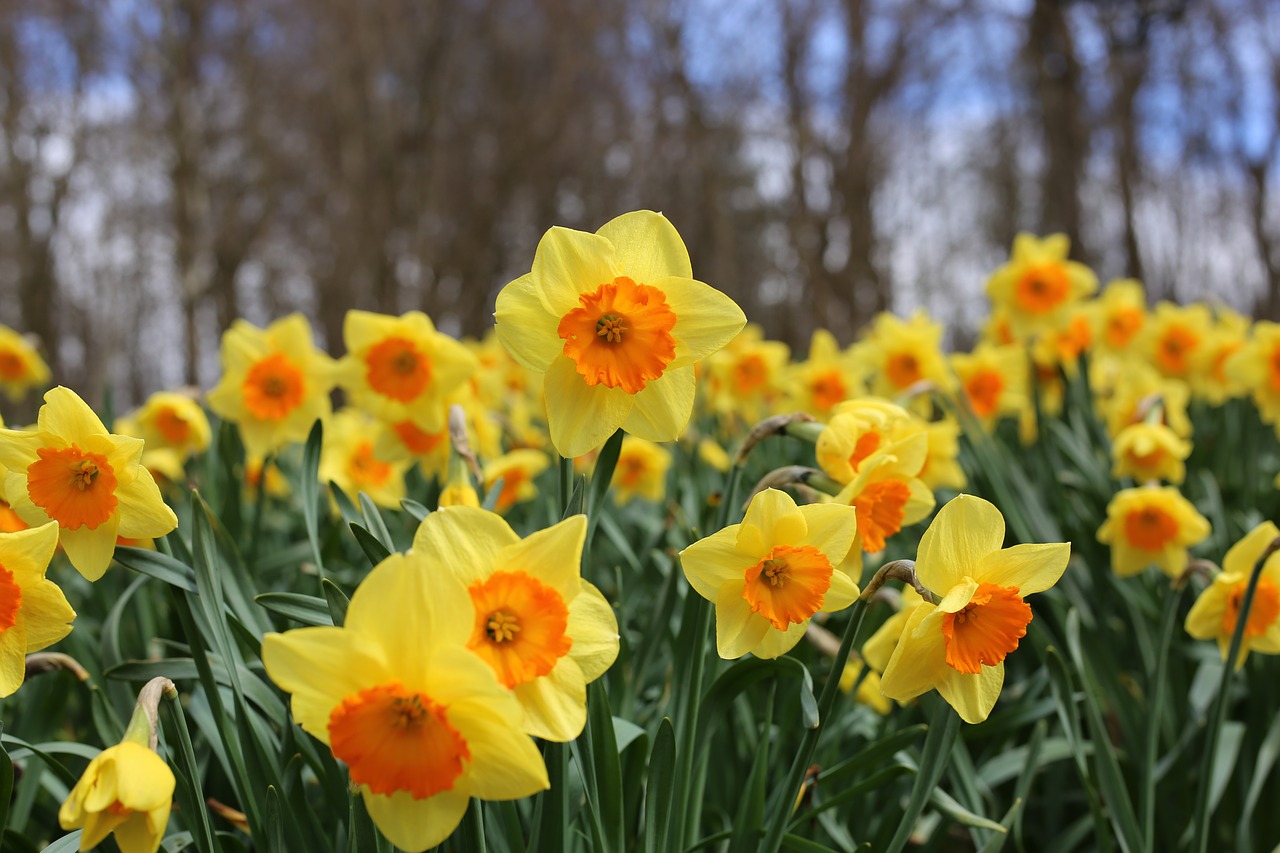 daffodils  flowers  daffodil free photo